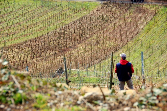 And German dudes tending to their vines.