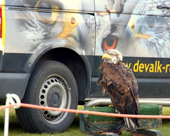 The bald eagle, waiting for his big entrance.