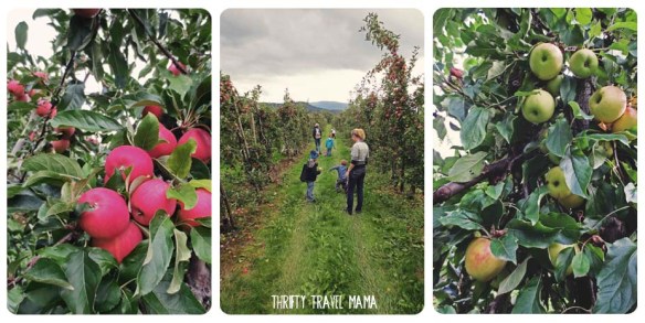Thrifty Travel Mama | Apple Madness! Recipes and Ideas for Whittling Down Your Apple Stash
